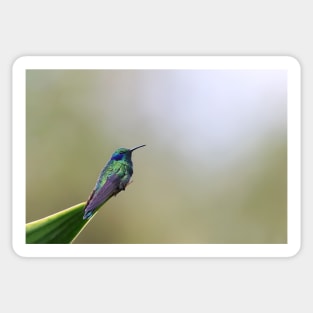 Green Violetear Hummingbird - Costa Rica Sticker